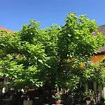 Zum Storch 3* بريكسنشتات